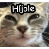 gatitos 26
