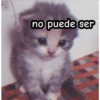 gatitos 27