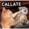 gatitos 29