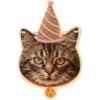 ABZ: we are cats united 11