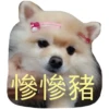 HK Lion King 仔仔 1 29