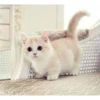 Cute cats 5