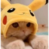 Cute cats 6