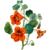 Henriette Antoinette Vincent 1786-1830 (Flowers) 7