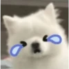 Expresiones perrito blanco🤍 6