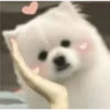 Expresiones perrito blanco🤍 7