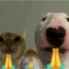 DOG 5