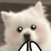 Expresiones perrito blanco🤍 10