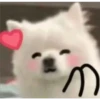 Expresiones perrito blanco🤍 11