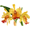 Iconography of Orchids - Lindenia 1885-1906 5