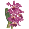 Iconography of Orchids - Lindenia 1885-1906 6