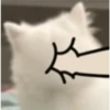 Expresiones perrito blanco🤍 13
