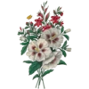Henriette Antoinette Vincent 1786-1830 (Flowers) 10