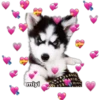 💕🩵Lindos perritos💚❤️ 5
