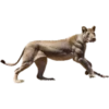 Buff Animals 5