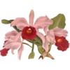 Iconography of Orchids - Lindenia 1885-1906 7