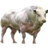 Buff Animals 6