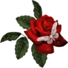 Flowers 7 14