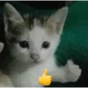 cats 7