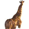 Buff Animals 8