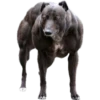 Buff Animals 9