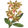 Iconography of Orchids - Lindenia 1885-1906 8