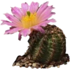 Flowers 7 16