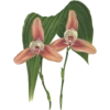 Iconography of Orchids - Lindenia 1885-1906 9