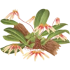 Iconography of Orchids - Lindenia 1885-1906 10