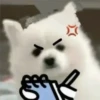 Expresiones perrito blanco🤍 17