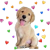 💕🩵Lindos perritos💚❤️ 8