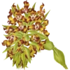 Iconography of Orchids - Lindenia 1885-1906 11