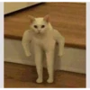 cats 9
