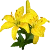 Flowers 7 21