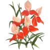 Iconography of Orchids - Lindenia 1885-1906 12