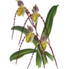Iconography of Orchids - Lindenia 1885-1906 13