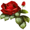 Flowers 7 22