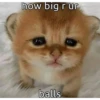 cats 10