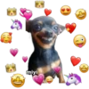 💕🩵Lindos perritos💚❤️ 11
