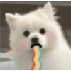 Expresiones perrito blanco🤍 22