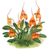 Iconography of Orchids - Lindenia 1885-1906 14