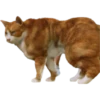 Buff Animals 12