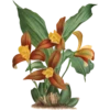 Iconography of Orchids - Lindenia 1885-1906 15