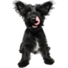 Quemuer the Puppy 5