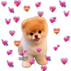 💕🩵Lindos perritos💚❤️ 12