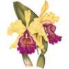 Iconography of Orchids - Lindenia 1885-1906 16