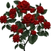 Flowers 7 25