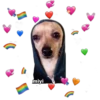 💕🩵Lindos perritos💚❤️ 13