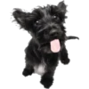 Quemuer the Puppy 6