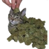 RaghiCasi 1 23